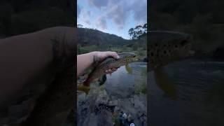 THE JUNCTION POOL - Brown Trout   #trout #troutfishing #browntrout