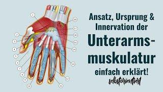 Unterarmsmuskulatur: Ursprung, Ansatz & Innervation einfach erklärt! - Anatomie (Abductor Pollicis)