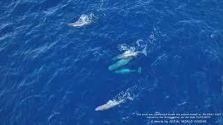 Sustainable Whale Watching Guide - Azores Getaways & Ocean Azores Foundation