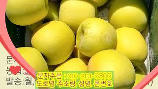 황금사과 수확,판매중입니다(거창 가람농원)