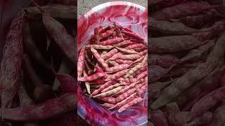 #organic common bean Veg