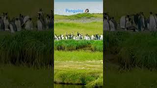 #adventureawaits #adventure #penguin #penguins #argentina #travel #views  #youtubeshorts