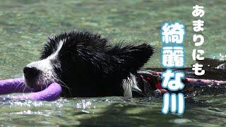 今年初の川遊び！震えるほど冷たい水でも大はしゃぎの愛犬の感覚どうなってるのw