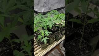 START Seeds early November to insure cutting clones from 100%female plants for OUTDOOR seasons