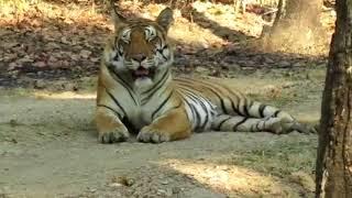 Queens of Mukki, Dhawajhandi and Choti Mada, Kanha National Park (March 2018)