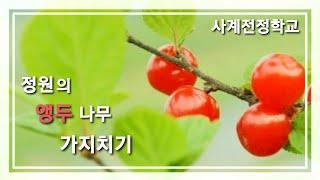 정원의 앵두나무 가지치기 #55사계전정학교 22 09 16