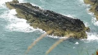 Anglesey Coast