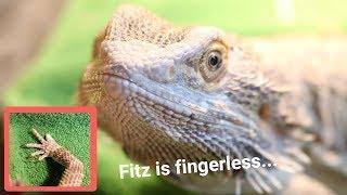 BEARDED DRAGON LOSES FINGER! | Fitz's Vet Visit