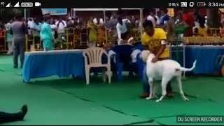 Fila Brasileiro attack  ( ojeriza )