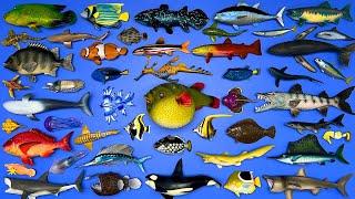 48 Sea Animals: Basking Shark, Pufferfish, Orca, Humpback Whale, Angler Fish, Sea Dragon, Etc. MN070