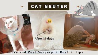 KAPON/ CAT NEUTER   Tagalog Vlog