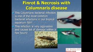 Nr.8: Bacterial infections in aquarium fish: prevention and treatment of these common fish diseases