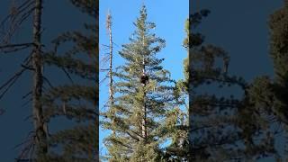 We got to see a bear doing bear things in #sequoianationalpark #bear #nature ure