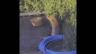 Urban Foxes Playing on the Shed Roof