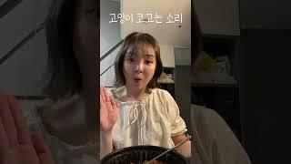 고양이 코고는 소리