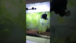 Proses Perkawinan Channa Blue Pulchra #shorts #youtubeshorts #channa #ikan