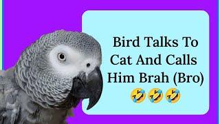 Bird Trying To Get Cats Attention #birds #animals #pets #funny #youtube #fyp #cute #fun #lol #love