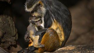 There's a new baby monkey at the Sacramento Zoo