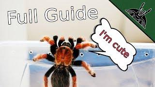 How to TARANTULA? Complete beginner guide 101