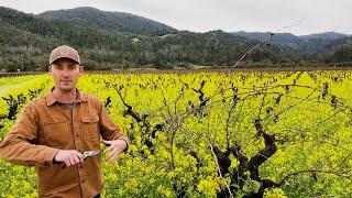 In the Vineyard at Morisoli