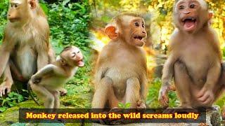 The little monkey was released into the wild, it became restless and fearful.