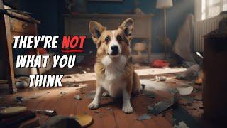 I wish I knew these BEFORE owning a Corgi