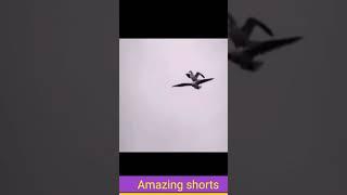 Amazing most amazing video #shorts