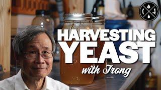 Innovative Methods and Tips for Harvesting Yeast as a Homebrewer with Trong Ngyuen - Ep.396