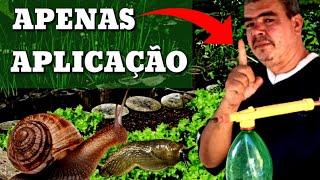 Como acabar com caramujo caracol e lesmas para sempre na sua horta