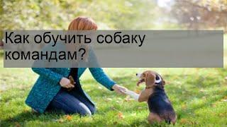 Как обучить собаку командам?