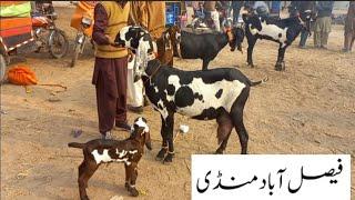 Faisalabad Bakra Mandi New Update| FM Animals|03006698284|25•12•2024