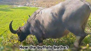 How to bathe the buffalo