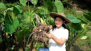 The super delicious cooking method of taro, the method is very simple, nutritious and delicious