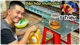 Thanh Hải Betta đập hộp Nemo Muticolor  nền Vàng [ CHIA SẼ CÁCH DƯỠNG CÁ KHI MỚI MUA VỀ ]