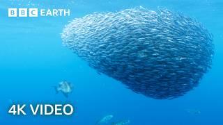 Explore an Oasis of Ocean Life | North Atlantic | 4K UHD | BBC Earth