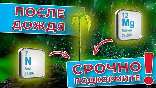 После дождя ваши растения нуждаются в этот полезном элементе. Срочно подкормите растения!