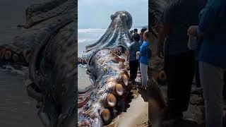 In spain a huge octopus was found on the beach  #shorts #cutevideo #cuteanimal #wildlife  #sea