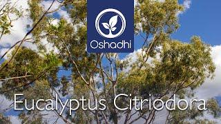 Eucalyptus citriodora (Corymbia citriodora) | Essential-Oil-Plant Portrait by Dr. Malte Hozzel