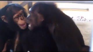 Chimp Introductions - Save the Chimps