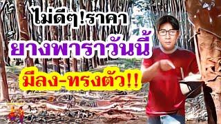 สถานการณ์ราคายางพาราวันนี้ล่าสุด ทรุด-ทรง แผ่น-น้ำยางร่วง! 21 ต.ค.67