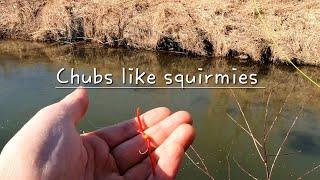 Chub fishing with squirmy worm