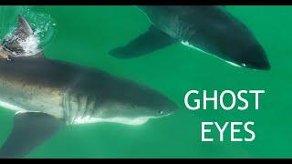 Great White Shark Unexplainably Rolls Eyes Back : What is it doing?