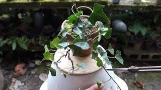 【Bonsai diary】  山採り素材 二年生 キヅタ（フユヅタ）　239