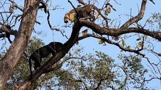 Black Panther encounter with a leopard on a tall tree