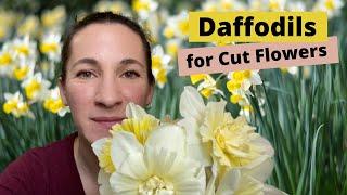 DAFFODILS as Cut Flowers - Harvesting Daffodils from your Garden for an early Spring Bouquet! Zone 6