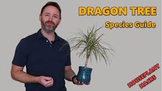 Madagascar Dragon Tree Houseplant Species Guide | Dracaena Marginata