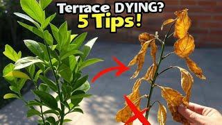 गर्मी में Terrace Garden खराब हो रहा है? Ye 5 Tips Miss Karoge to Pachtaoge!  #SummerTips