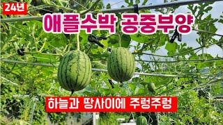 애플수박 하늘과 땅사이에  공중부양