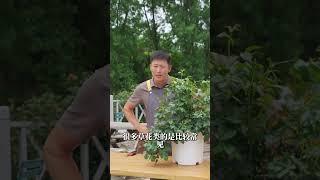 月季虫害症状全解，痛击弱点一锅端【天狼说月季】