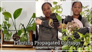 Planting My Propagated Cuttings I Pothos Water Propagation Update I JerseyWifeJerseyLife